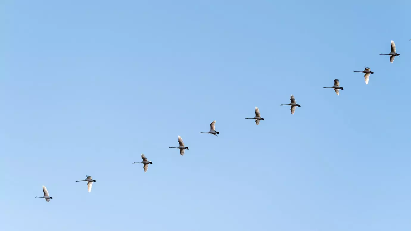 The Hidden Forces That Keep Birds in Flight
